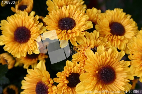 Image of Sunflowers