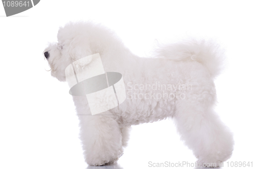 Image of  amazing bichon frise