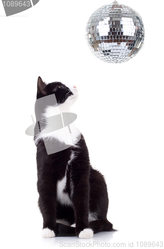Image of cute black and white cat
