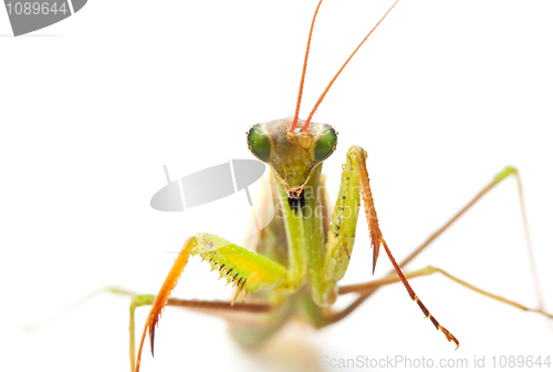 Image of closeup of praying mantis