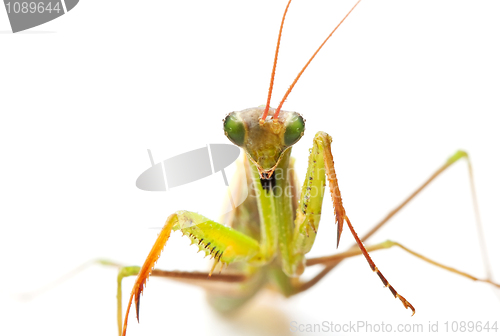 Image of closeup of praying mantis