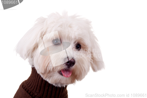 Image of closeup of a bichon maltese