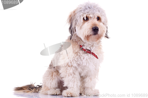 Image of Bearded Collie 