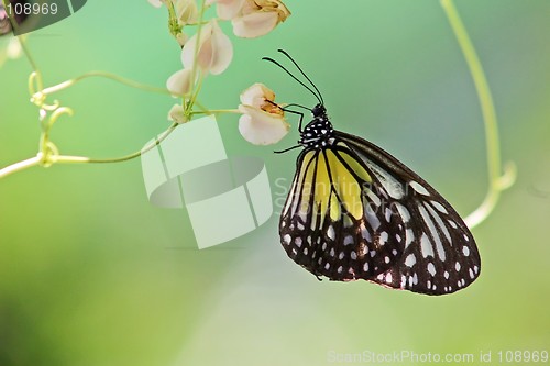 Image of Butterfly