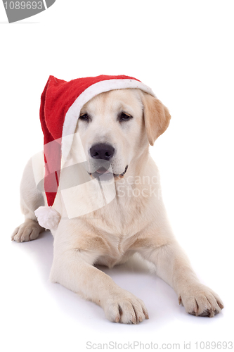 Image of retriever puppy wearing a santa hat