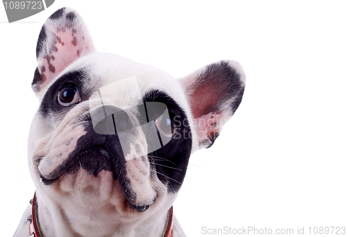 Image of head of french bulldog