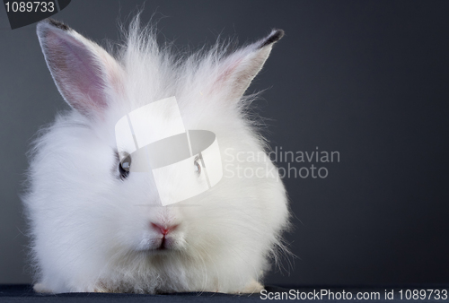 Image of white baby bunny 