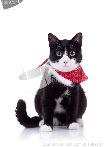 Image of black and white cat with red scarf