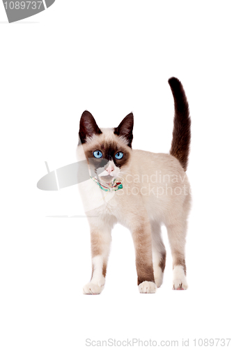 Image of cute siamese cat standing on white