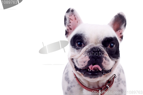 Image of panting French Bulldog