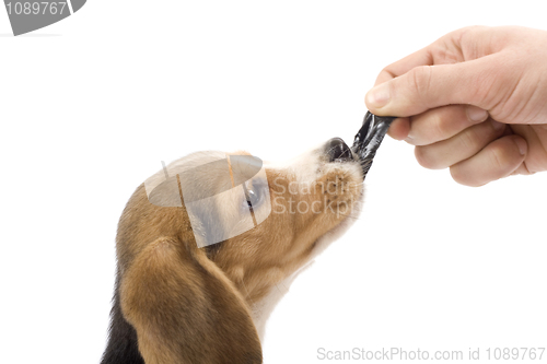 Image of adorable beagle 