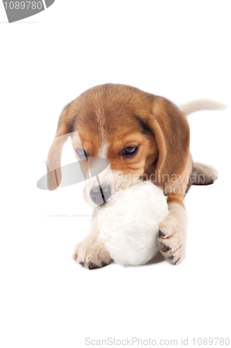 Image of  beagle puppy chewing on a fur ball
