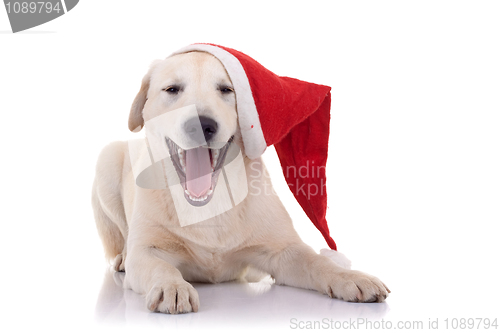 Image of Labrador retriever laughing