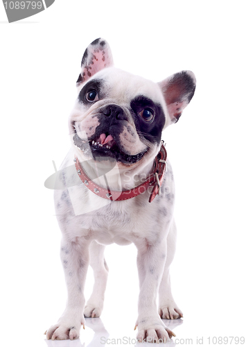 Image of  french bulldog looking curious