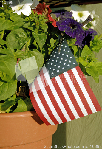 Image of A pot of red, white, and blue flowers with an American flag is ready for sale at a nursery. (12MP camera, macro)