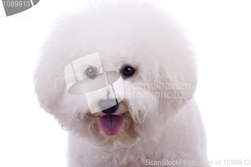 Image of bichon frise sticking tongue out