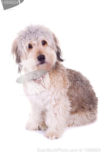 Image of above view of a bearded collie 