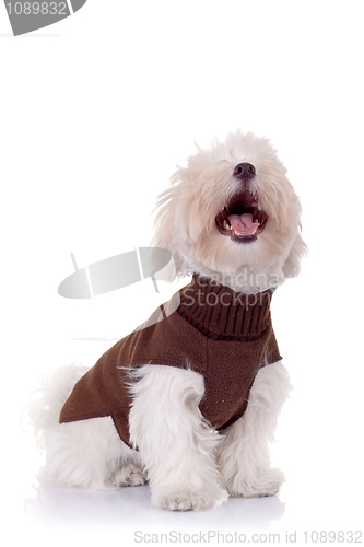 Image of bichon maltese looking up