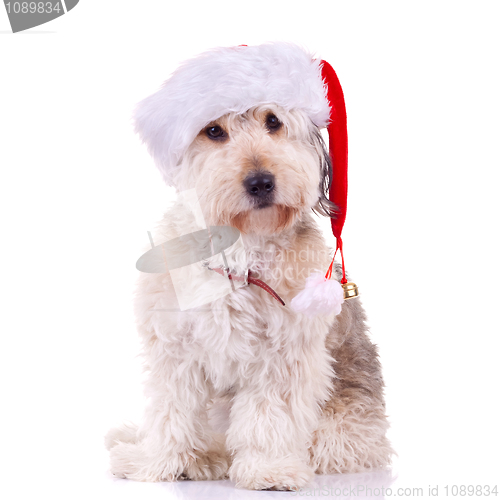 Image of bearded collie with santa hat