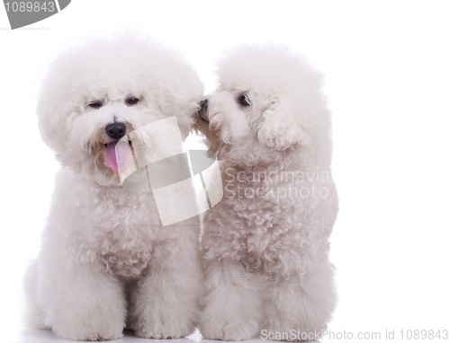 Image of two happy bichon frise dogs