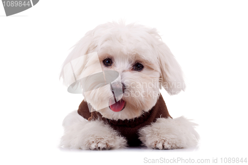 Image of Bichon puppy with clothes