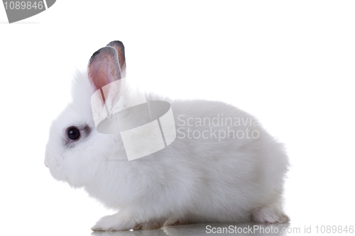 Image of White cute rabbit