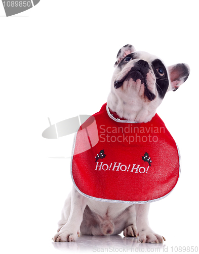 Image of French bulldog