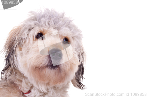 Image of bearded collie