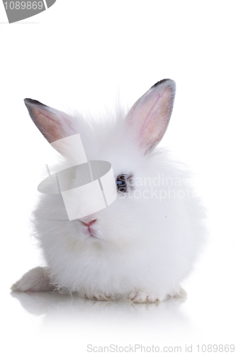 Image of Little white rabbit