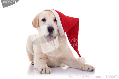 Image of  retriever with red Santa Claus hat