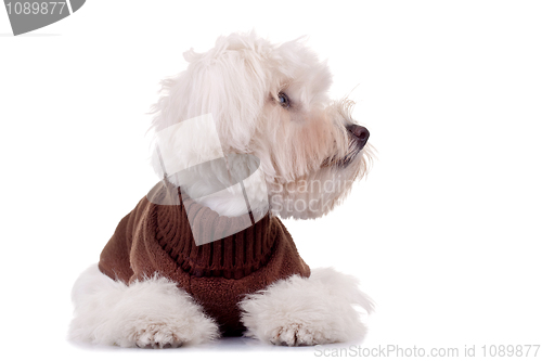 Image of bichon wearing clothes 