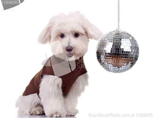 Image of bichon and disco ball