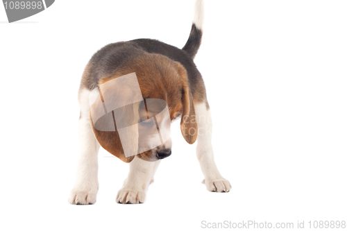 Image of beagle looking at something