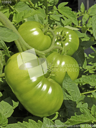 Image of These are big green beefsteak tomatoes growing in a raised bed garden. The largest tomato was  almost 2 pounds.