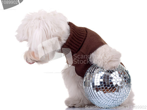 Image of bichon  playing with disco ball