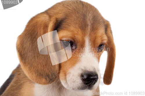Image of beagle face