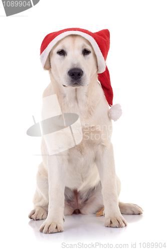 Image of  retriever wearing a Santa hat