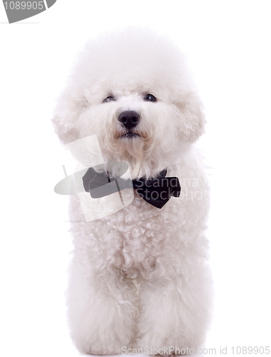 Image of bichon frise with neck bow