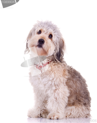 Image of curious bearded collie 