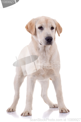 Image of blond young labrador retriever