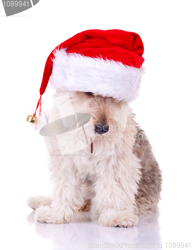 Image of bearded collie with santa hat