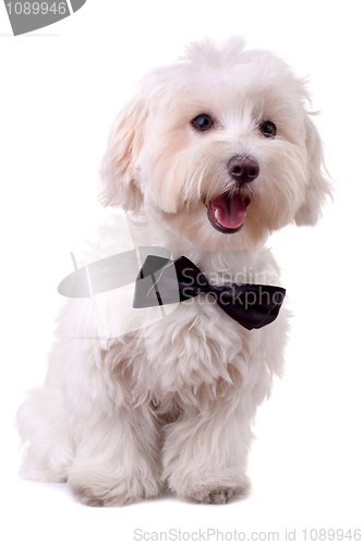 Image of bichon maltese with mouth open