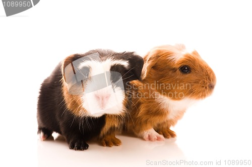 Image of baby guinea pig