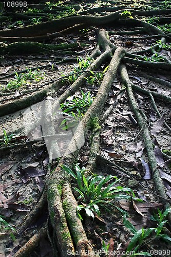 Image of Tree Roots