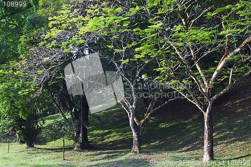 Image of Tropical Trees