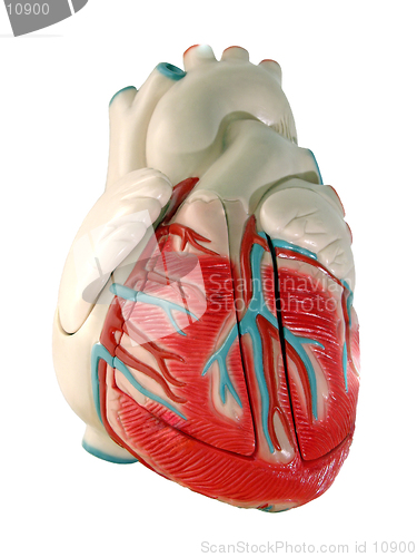Image of This is a medical (anatomically correct) model of the human heart, showing the ventricles and major vessels (aorta, other veins and arteries).(isolated on white background)