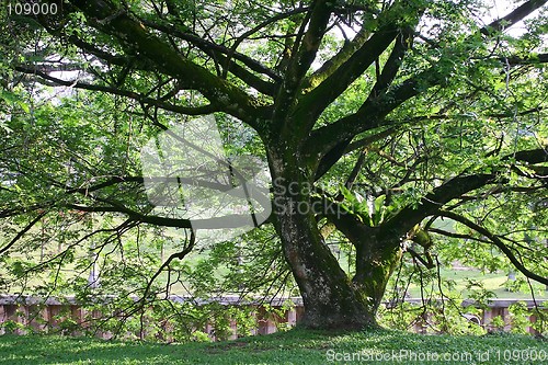 Image of Tropical Trees