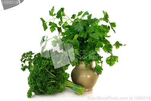 Image of Parsley