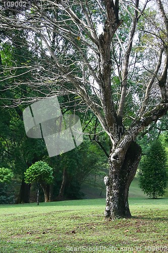 Image of Tropical Trees