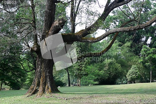 Image of Tropical Trees